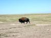 PICTURES/Badlands National Park/t_Buffalo4.JPG